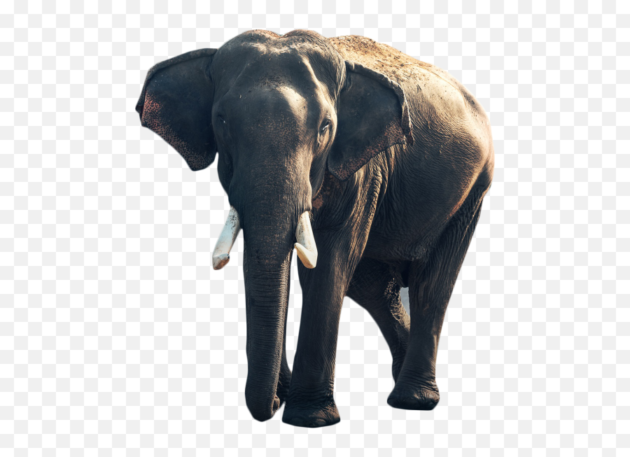 Gray Elephant Standing Png Image - Good Morning With Animals,Elephants Png
