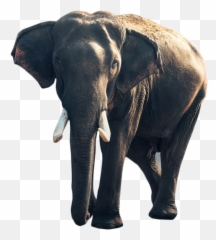 Gray Elephant Standing Png Image - Good Morning With Animals,Elephants Png