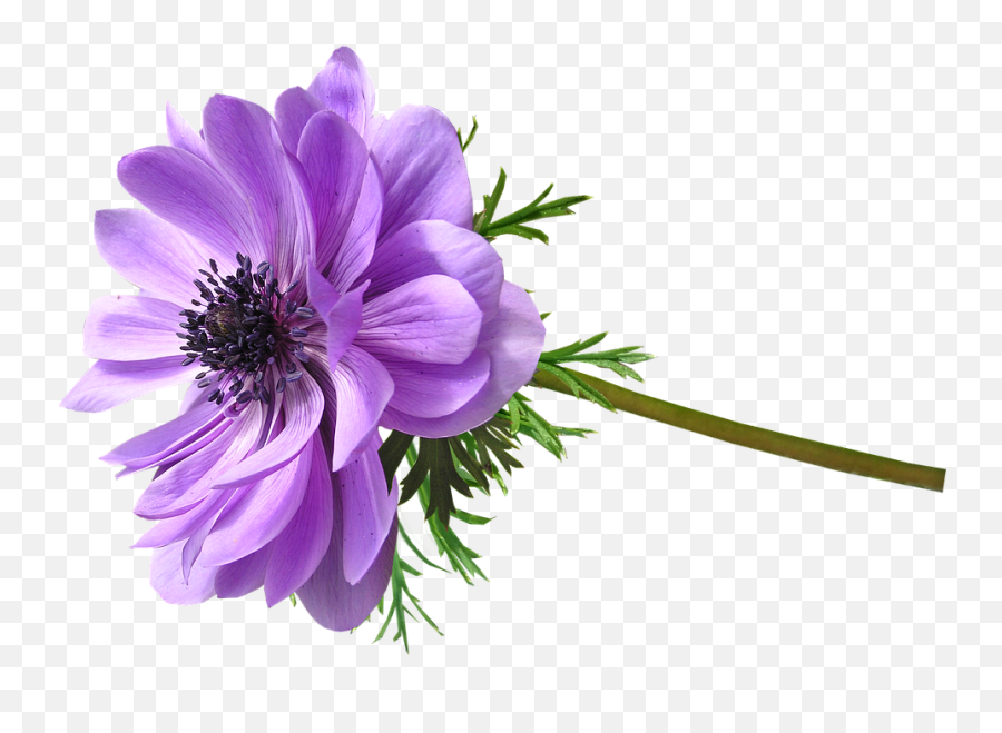 Flower Mauve Anemone - African Daisy Png,Anemone Png