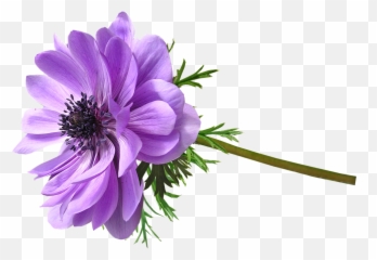 Flower Mauve Anemone - African Daisy Png,Anemone Png