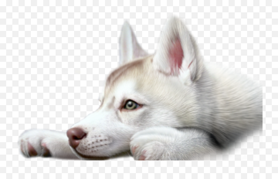 Husky Puppy Sticker By Luna - Canadian Eskimo Dog Png,Husky Transparent Background