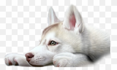 Husky Puppy Sticker By Luna - Canadian Eskimo Dog png