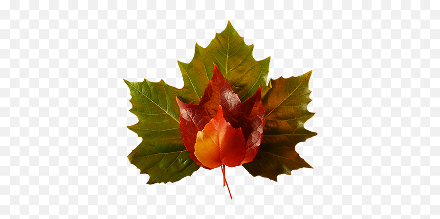 Fall Leaves Clip Art - Beautiful Autumn Clipart U0026 Graphics Fall Leaves Clip Art Png,Fall Leaves Png Transparent