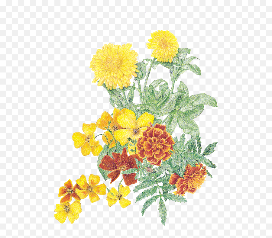 Marigold Flower Plant - Marigold Png,Marigold Transparent