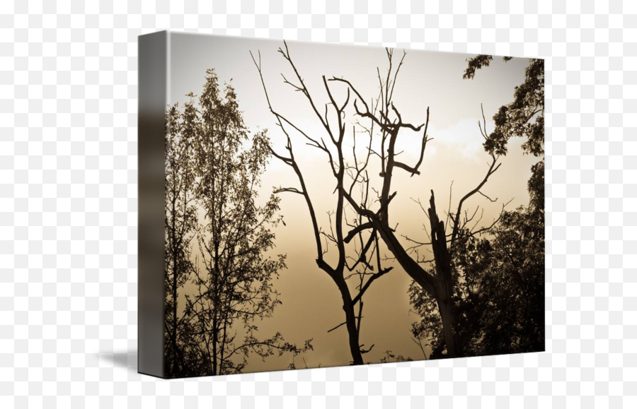 Foggy Tree Silhouette By Amber Watson - Williams Tree Png,Trees Silhouette Png