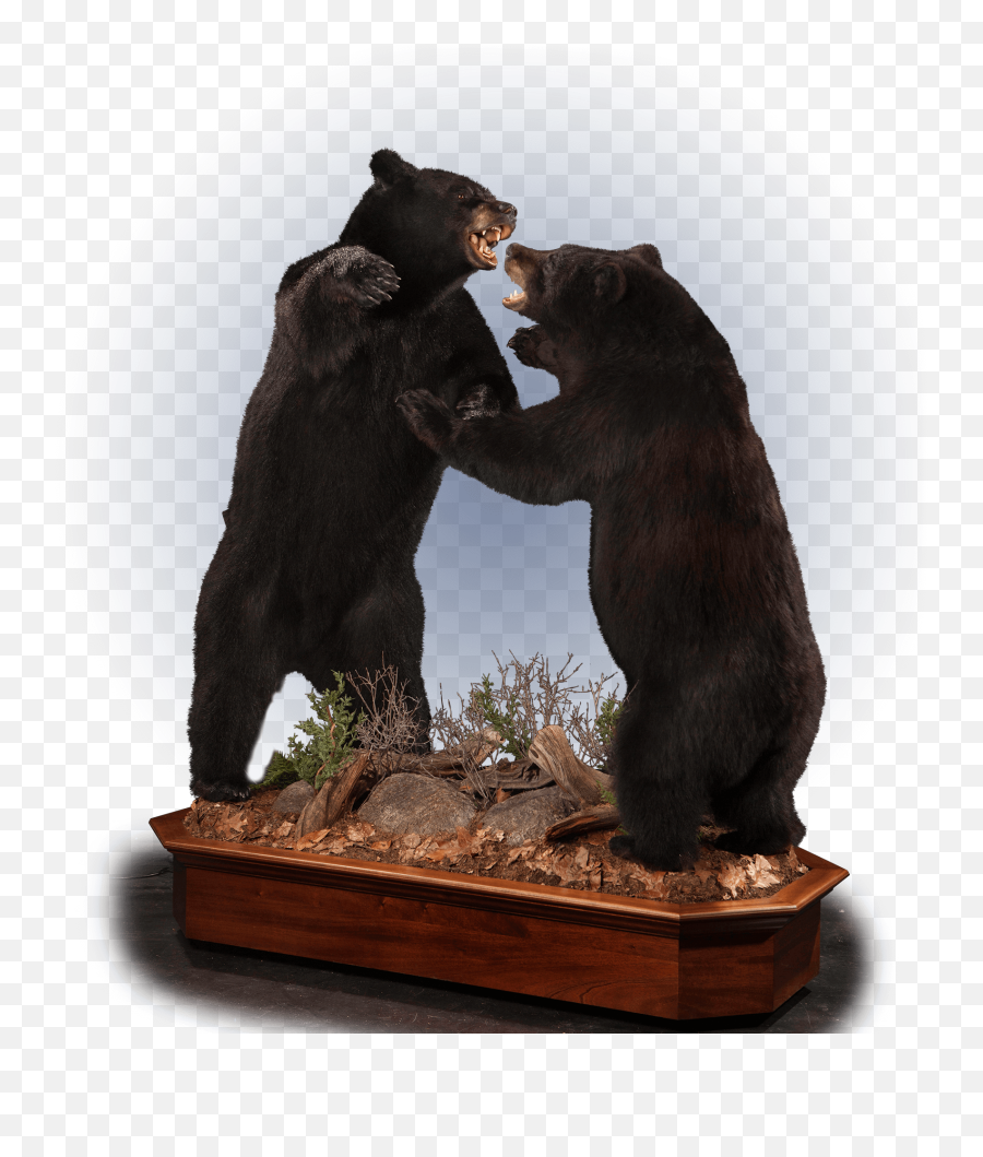 Our Work - Real Taxidermy Black Bear Png,Black Bear Png