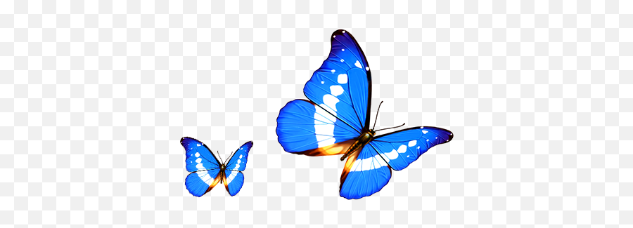 Butterfly Transparency And Translucency - Cartoon Transparent Transparent Background Butterfly Png,Butterflies Transparent