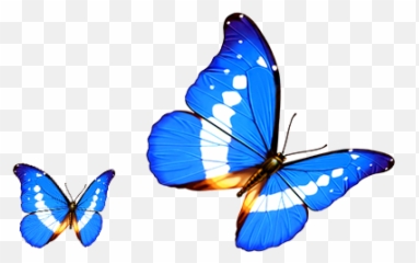 Butterfly Transparency And Translucency - Cartoon Transparent Background png