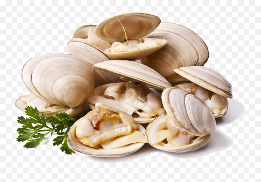 Clams Png File - Cloudy Bay Clam Shell,Clam Png