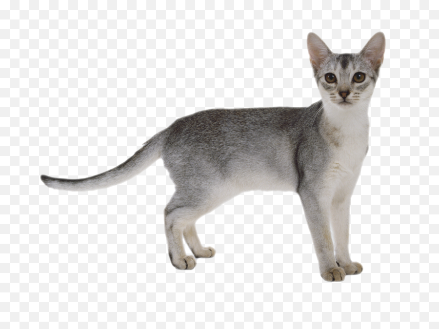 357 Transparent Cat Png Images Purepng - Cat White Background Hd,Transparent Cat