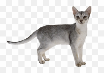 357 Transparent Cat Png Images Purepng - White Background Hd