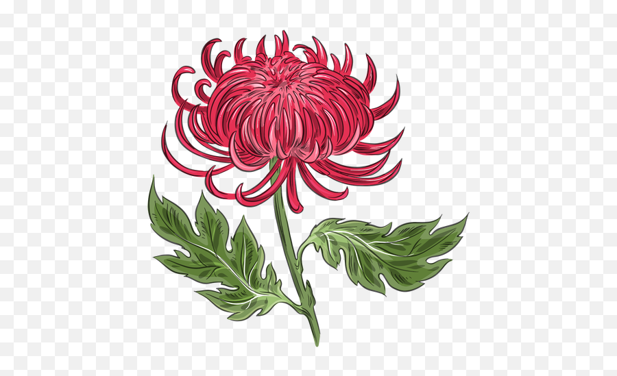 Transparent Png Svg Vector File - Crisantemo Rojo Flor Dibujo,Beautiful Png