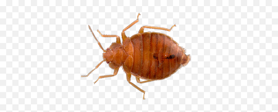 Bed Bugs Png 6 Image - Bed Bug Png,Bugs Png