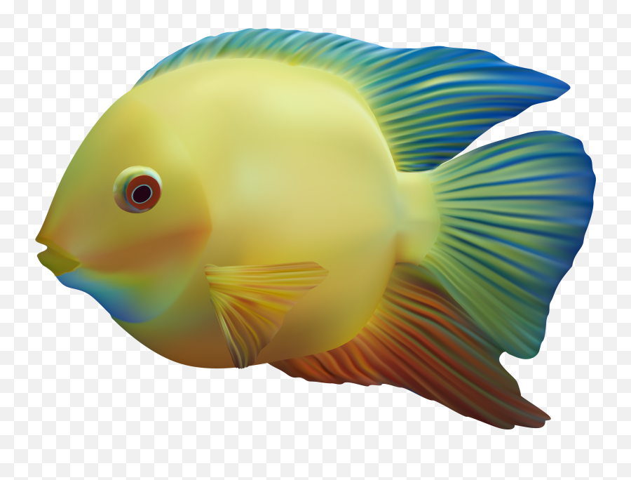 Fish Png Image Free Download - Transparent Ocean Fish Png,Ocean Fish Png