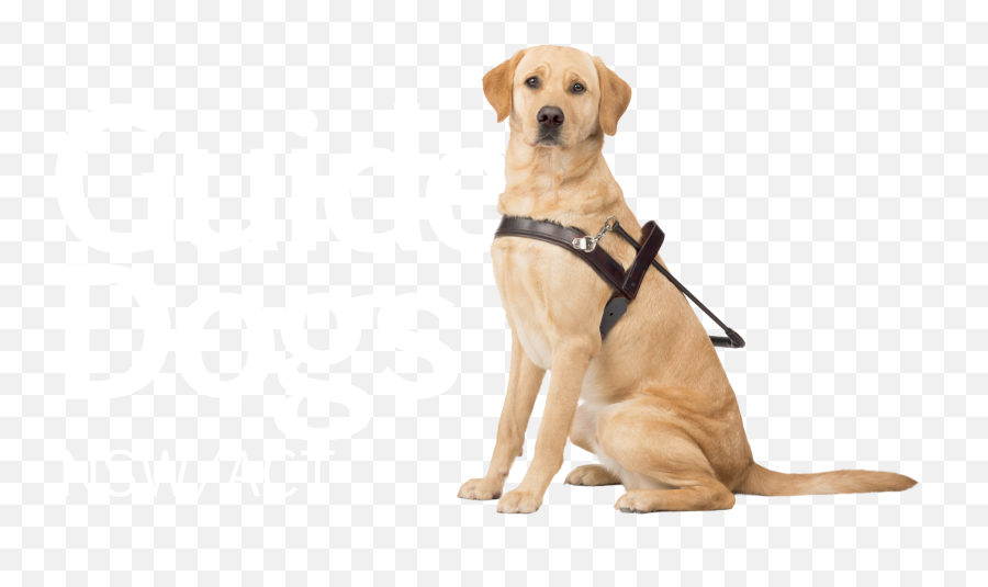 Guide Dogs Victoria Puppy The For Blind - Guide Dogs Nsw Png,Dog Transparent