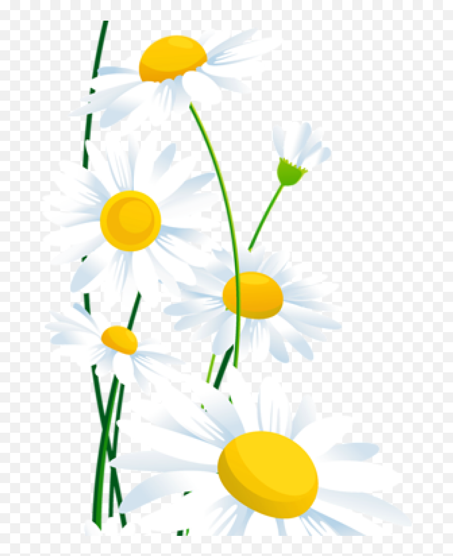 Daisies Clipart Daisy Petal Picture - White Daisy Images Transparent Png,Daisy Transparent Background