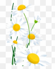 Daisies Clipart Daisy Petal Picture - White Daisy Images Transparent Png,Daisy Transparent Background