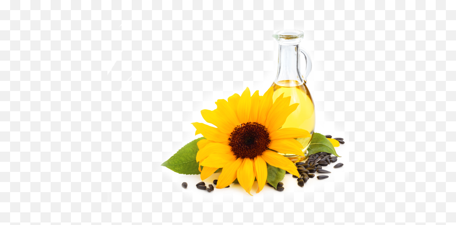 Sunflower Oil Transparent Free Png Play - High Resolution Sunflower Background Free,Transparent Sunflower