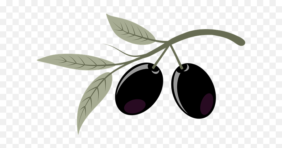 Olives Fruits Plant - Free Image On Pixabay Olive Png,Olive Png