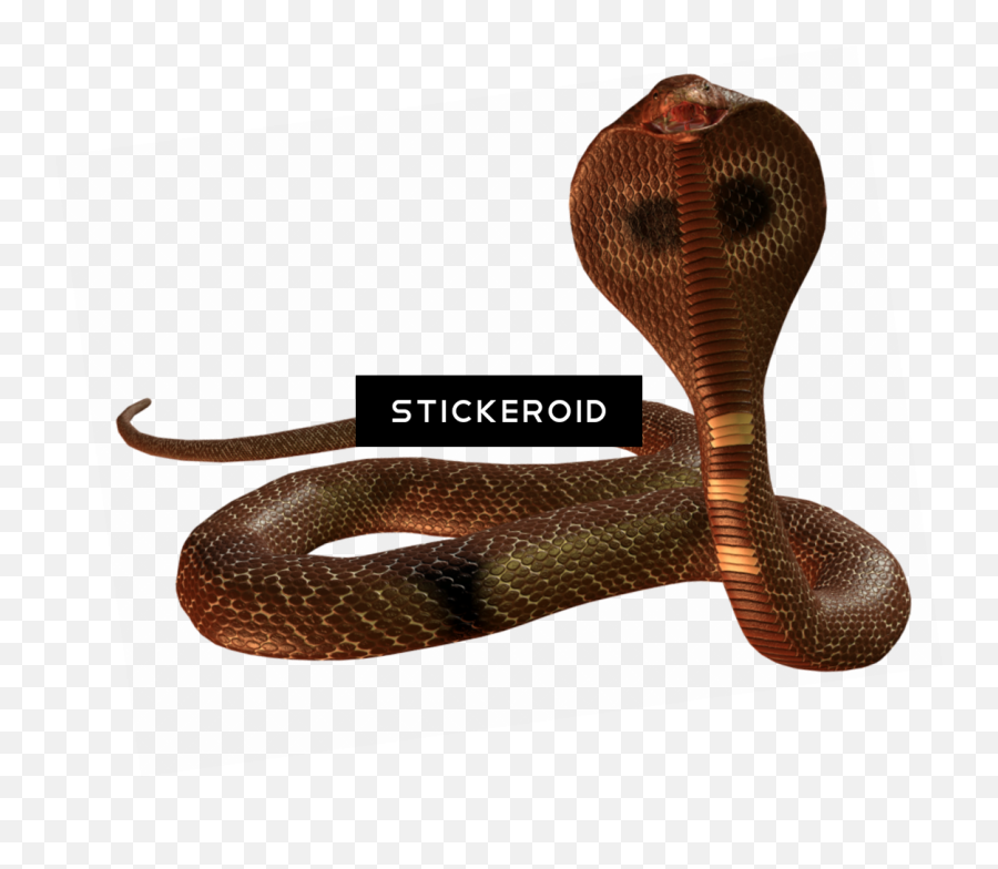 Download Hd Cobra Snake - Indian Cobra Transparent Png Image Indian Cobra,Gucci Snake Png