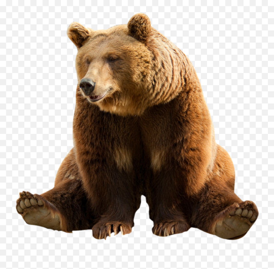 Grizzly Bear Png Images Collection For