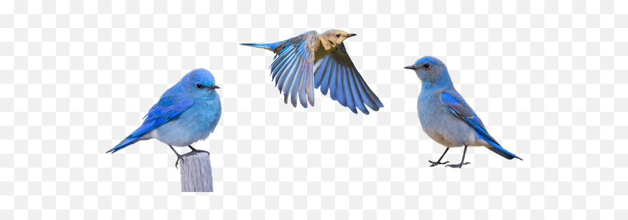 Idaho Mountain Bluebird Png - Mountain Bluebird,Blue Bird Png