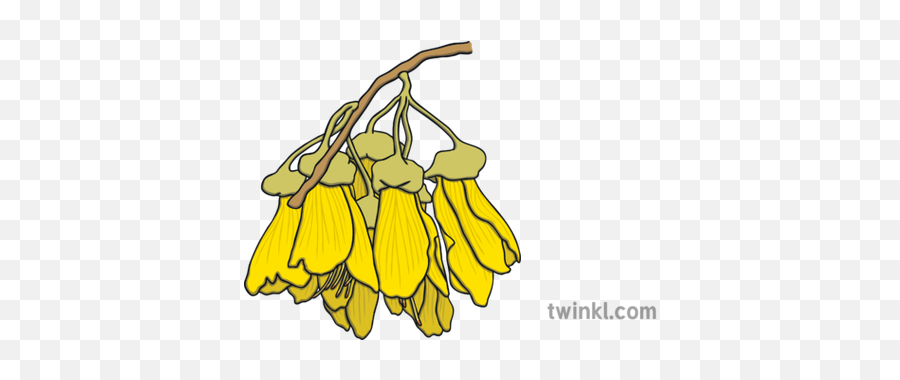 Kowhai Flowers Illustration - Twinkl Kowhai Flower Illustration Png,Flower Illustration Png