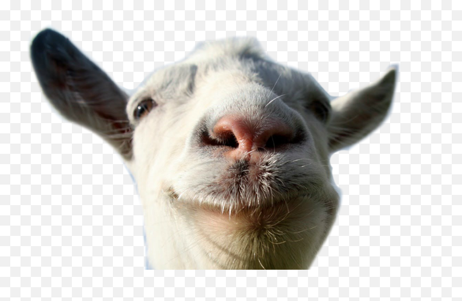 Goat Transparent U0026 Png Clipart Free Download - Ywd Goat Simulator Logo Transparent,Goat Transparent Background