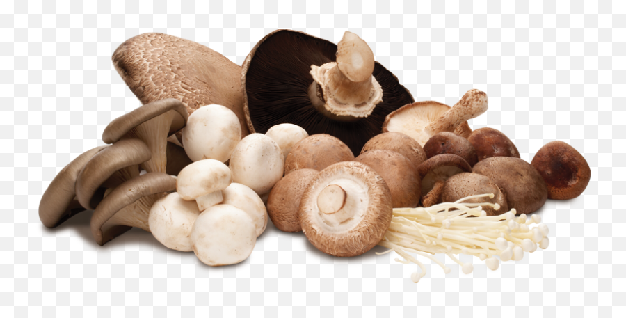 Magic Of Mushrooms Png Image - Mushroom Ghana,Mushrooms Png