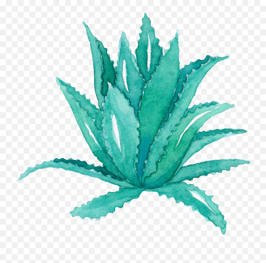Download Aloe Vera Leaf Agave - Aloe Vera Plant Watercolor Png,Aloe Png