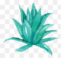 Download Aloe Vera Leaf Agave - Plant Watercolor png