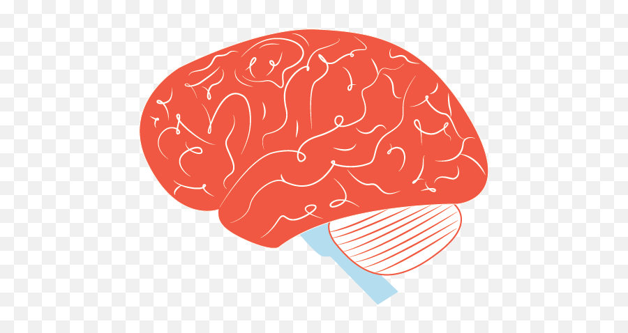 Brain Basics Oc - Illustration Png,Brain Png