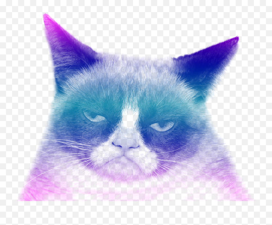 Grumpy Cat - Grumpy Cat No Background Png,Cat Transparent Background