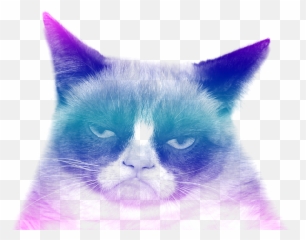 Grumpy Cat - No Background png
