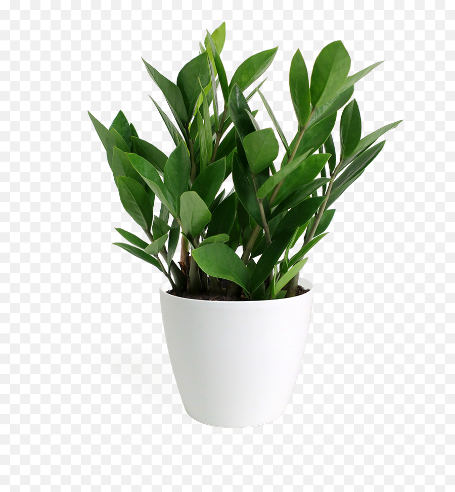 Plants Small Indoor Potted - Small Potted Plant Transparent Png,Indoor Plant Png
