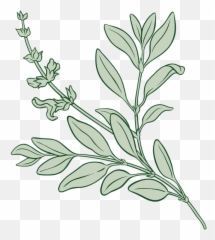Sage Wheeler - Plant Png