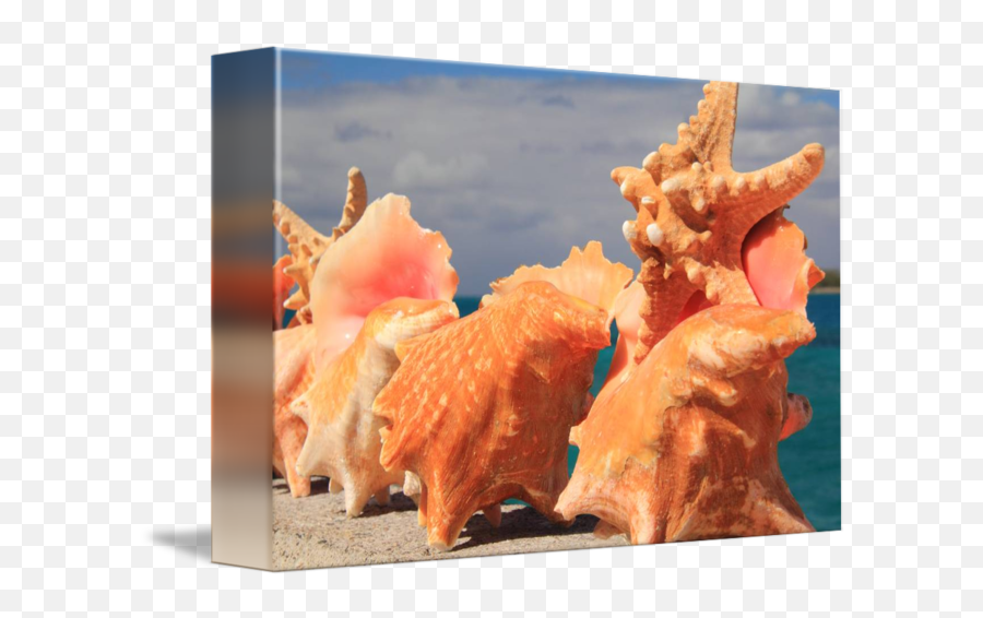 Conch Shells And Starfish Nassau Bahamas By Roupen Baker - Conch Shell And Starfish Png,Starfish Png