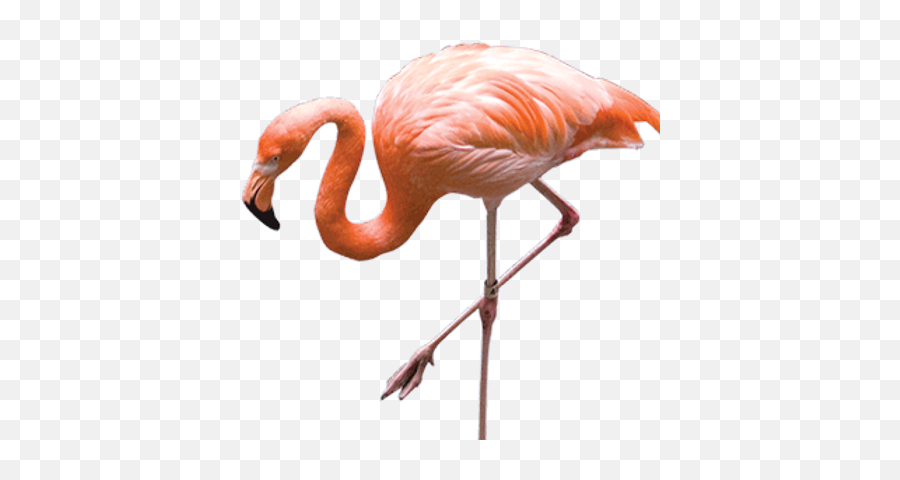 Flamingo Png Images - Real Flamingo Transparent Background,Flamingo Png