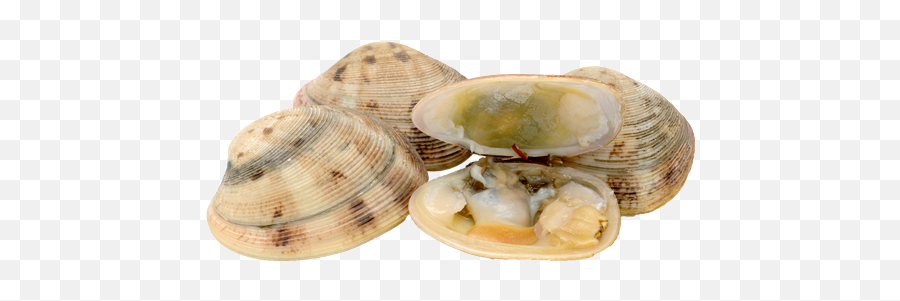 Clams Png Transparent Picture - Clam,Clam Png