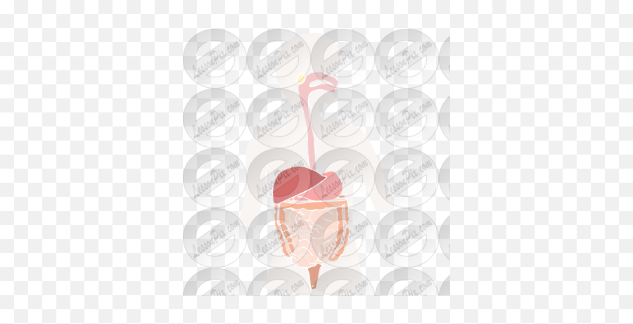 Digestive System Stencil For Classroom Therapy Use - Great Heart Png,Digestive System Png