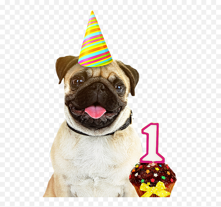 Download Dog Birthday Party Hats Izodshirts Info - Milkyway Hutch Dog Png,Birthday Hats Png