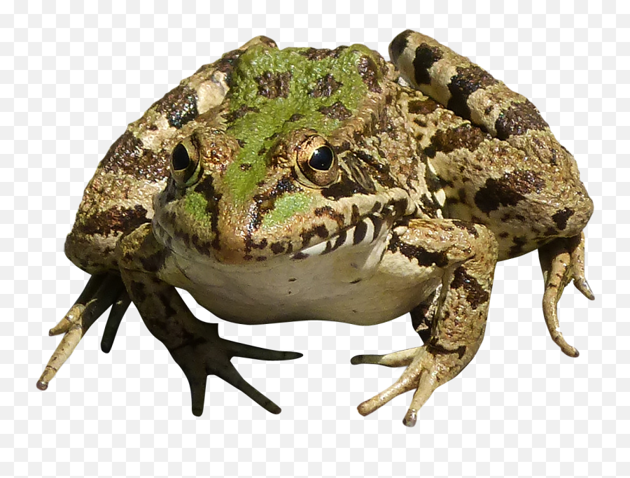 Frog Png Transparent Image - Cute Frog Transparent,Transparent Frog