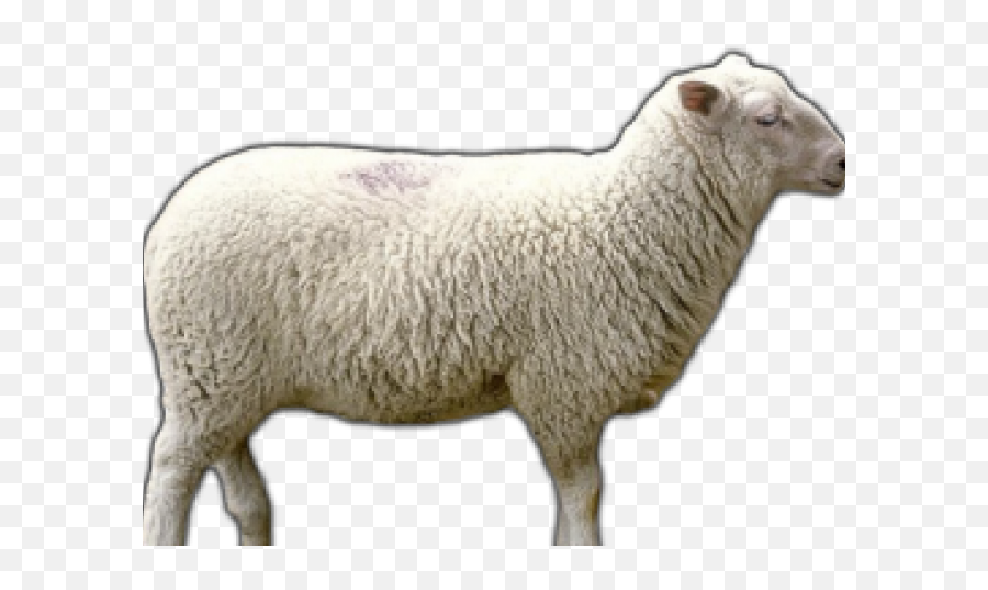 Sheep Png Transparent Images - Merino,Sheep Icon