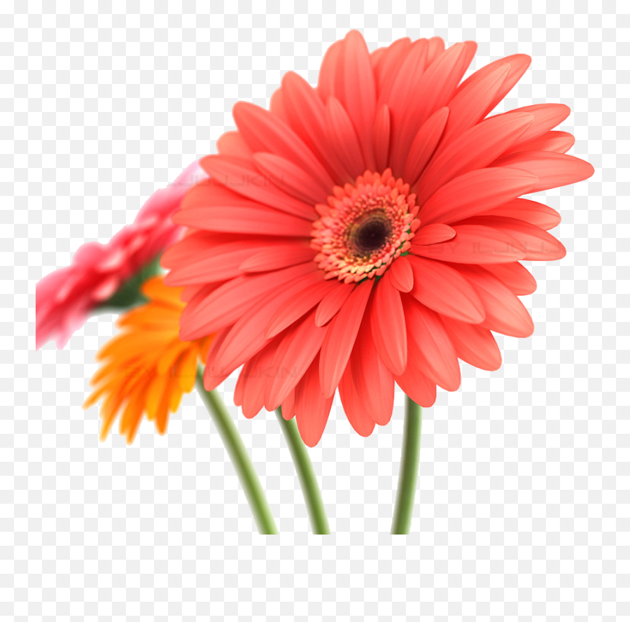 Download Daisy Transparent Background - Gerbera 3d Png,Daisy Transparent Background