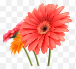 Download Daisy Transparent Background - Gerbera 3d Png,Daisy Transparent Background
