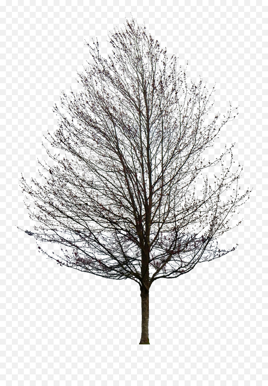 No Tree Png 4 Image - Maple Tree No Leaves,Pine Tree Transparent Background
