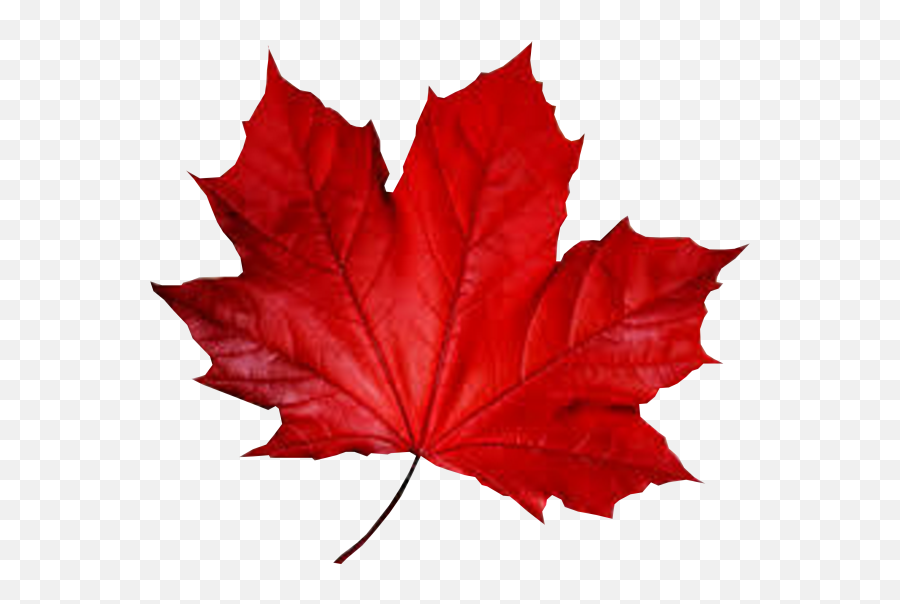 Maple Leaf Smule Autumn - Red Leaf Png Download 600523 Fall Red Leaf Png,Japanese Maple Png