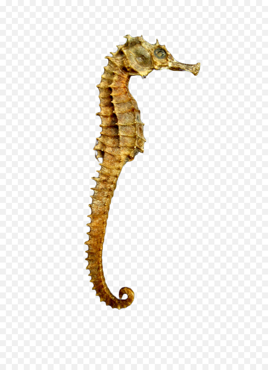 Seahorse Skeleton Png Image - Purepng Free Transparent Cc0 Sea Horse Png,Skeleton Png