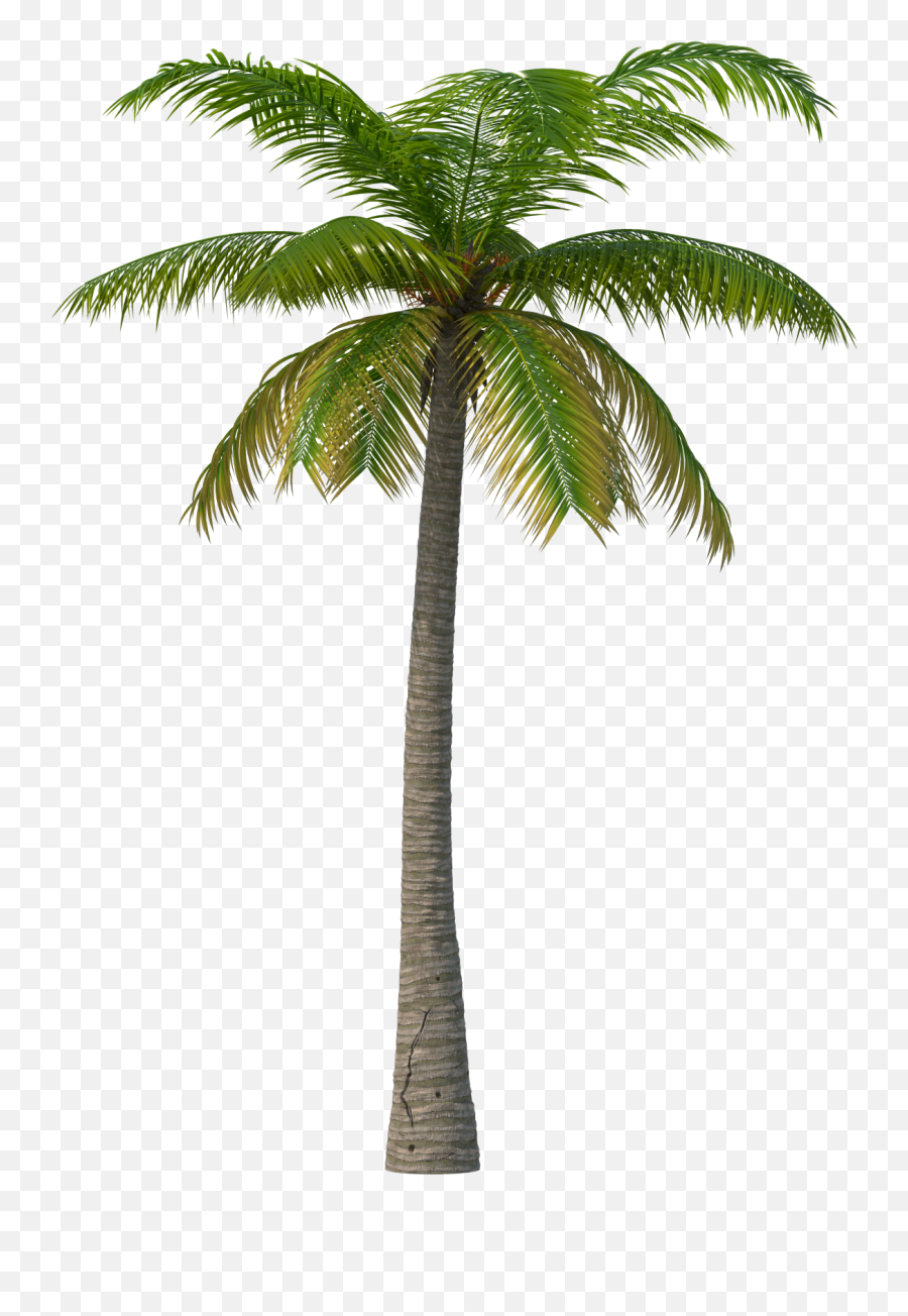 Real Palm Tree Png Hd - Transparent Background Palm Tree Png,Palm Png