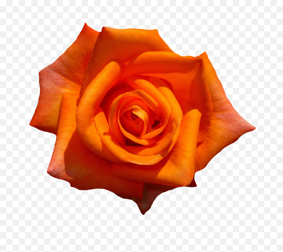 Orange Rose Flower Top View Png Image - Purepng Free,Rose Transparent